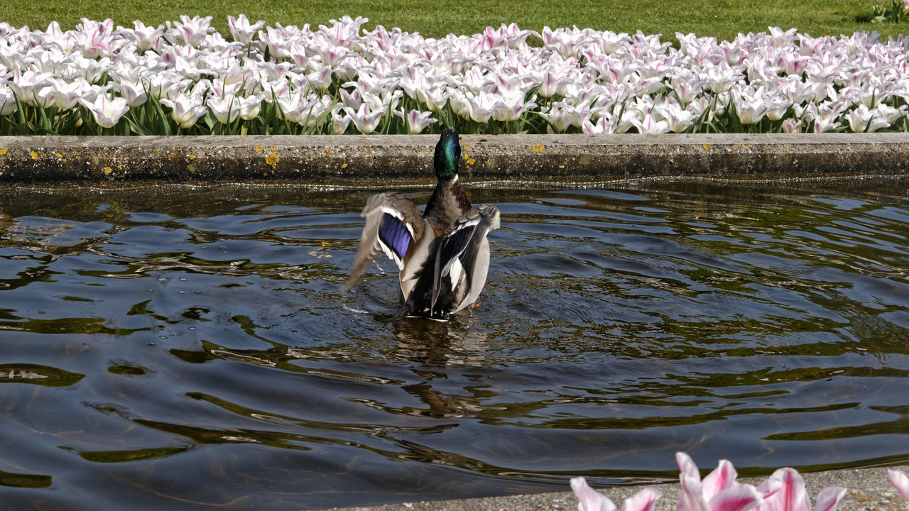20140423 113633 Keukenhof Gardens, Lisse, South Holland, Netherlands